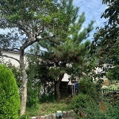 松の剪定をお願いします。