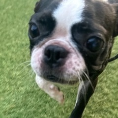 子犬たちの飼い主様になりませんか？ - 地元のお店