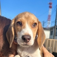 子犬たちの飼い主様になりませんか？ - 八千代市