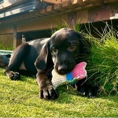 子犬たちの飼い主様になりませんか？ − 千葉県