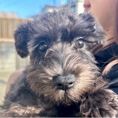 子犬たちの飼い主様になりませんか？ - ペット