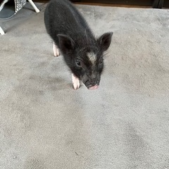 ミニブタ　募集停止中