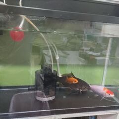 室内飼育の錦鯉、真鯉、金魚と水槽一式、お譲りします