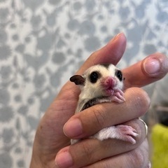 ももんがぽっけ - 久喜市