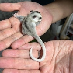 ももんがぽっけ - ペット