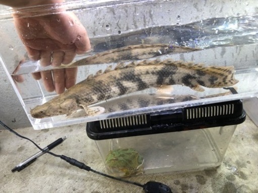 カミハタエンドリケリー 約37センチ