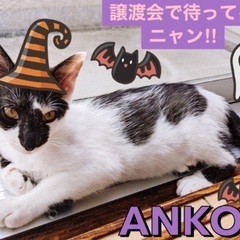 🎃10月28日(土)島忠ホームズ昭島店様にて『保護猫カフェ ねこ...