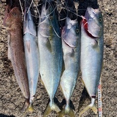 釣り仲間募集　海釣り　シーバス　青物　フラット　イカ
