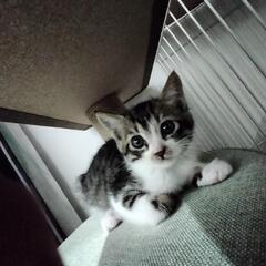 子猫ちゃんの里親さん募集中