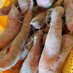 シルクスイート 熟成済 1キロ250円 甘いよ