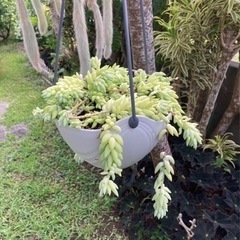 たまつづり　1,000の画像