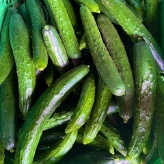 660朝採り新鮮きゅうり！量相談で決めましょう！値段オープン価格...
