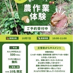 さつまいも、里芋掘り体験