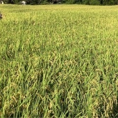 棚田で育てたお米！新米ひとめぼれ30Kg玄米　