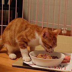 里親さん決定！子猫オス 2～3ヶ月位 茶白バイカラーボブテイル - 猫