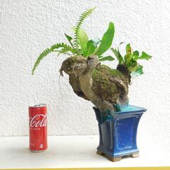 枯れ木にオオタニワタリ