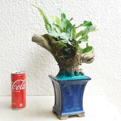 枯れ木にオオタニワタリの画像