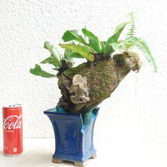 枯れ木にオオタニワタリの画像