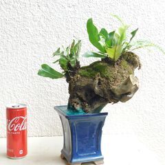 枯れ木にオオタニワタリの画像