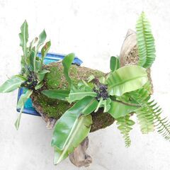 枯れ木にオオタニワタリの画像