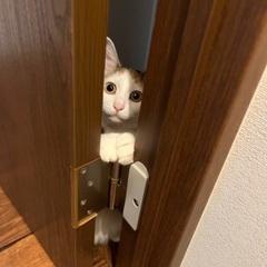 三毛猫(♀)女の子