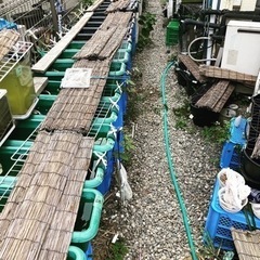 ９月21日曜日めだか販売（8時半から13時の販売会）の画像