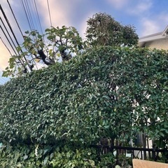 お庭手入れしませんか？ - 逗子市