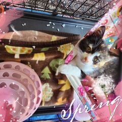 生後4ヶ月半位　サビ柄の女の子のワサビちゃん【12月10日(日曜日)　🌟久留米市小頭町🌟譲渡会🌟】 - 久留米市