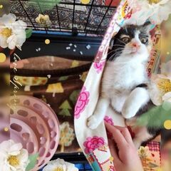 生後4ヶ月半位　サビ柄の女の子のワサビちゃん【12月10日(日曜日)　🌟久留米市小頭町🌟譲渡会🌟】 - 猫