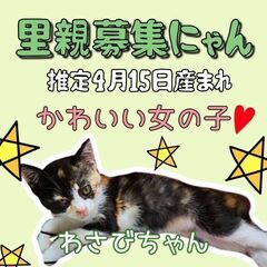 生後4ヶ月半位　サビ柄の女の子のワサビちゃん【12月10日(日曜...