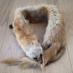 テン マフラー