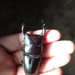 能勢オオクワガタ ♂ ♀セット