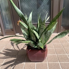 サンスベリア　高さ約50㎝の画像