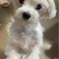 交渉中　まだまだ元気すぎる仔犬！マルチーズのノア君！