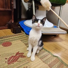 ハチワレちゃん　里親募集