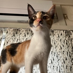 [決定]生後3ヶ月、遠慮がちな三毛猫ハナビ🛩️