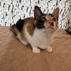 [決定]生後3ヶ月、遠慮がちな三毛猫ハナビ🛩️ - 大和市