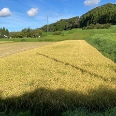 令和5年産コシヒカリ　新米　20キロ 千葉君津　遠赤外線2段乾燥...