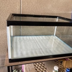 らんちゅう水槽