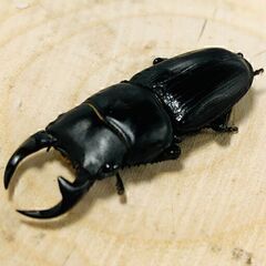国産オオクワガタ ペア ♂42mm ♀43mm おうち時間のおと...