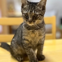 猫の里親さん募集中の方、一緒に譲渡会しませんか？