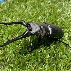 ギラファノコギリクワガタ　ホワイトアイ♂単品96ミリ