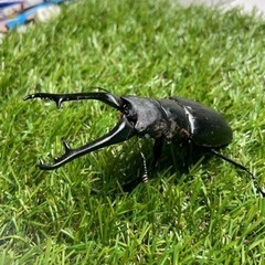 ギラファノコギリクワガタ　ホワイトアイ♂単品96ミリの画像