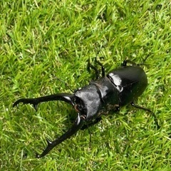 ギラファノコギリクワガタ　ホワイトアイ♂単品96ミリの画像