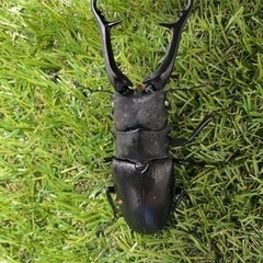 ギラファノコギリクワガタ　ホワイトアイ♂単品95ミリの画像