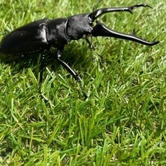 ギラファノコギリクワガタ　ホワイトアイ♂単品95ミリ