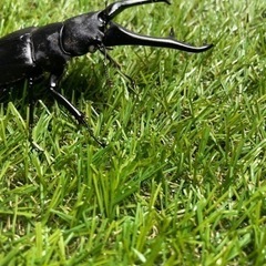 ギラファノコギリクワガタ　ホワイトアイ♂単品95ミリの画像