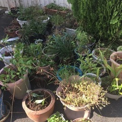 ガーデニング用 植木鉢 屋外観葉植物