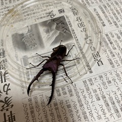 メタリフェルホソアカクワガタ　オス1匹　メス2匹の画像