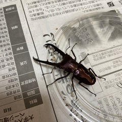 メタリフェルホソアカクワガタ　オス1匹　メス2匹